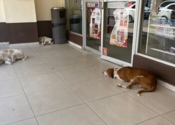 Hermosillo: Los “Hachiko” de la Serdán, desde hace tres años esperan a su dueño