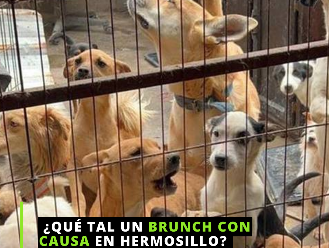 México es el país con más perros en la calle