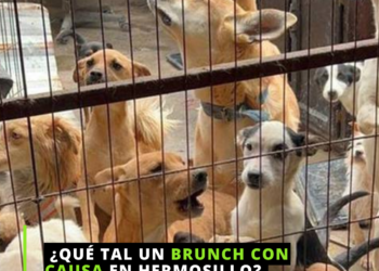 México es el país con más perros en la calle