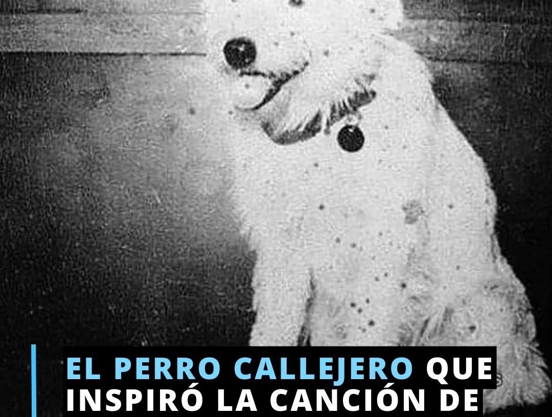 El perro callejero que inspiró la canción de Alberto Cortez