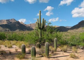 ¡Ola de calor implacable! Temperaturas récord amenazan Sonora