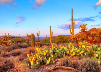 Temperaturas alcanzarán los 43ºC en Sonora