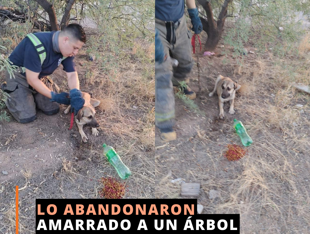 Rescatan bomberos perro abandonado