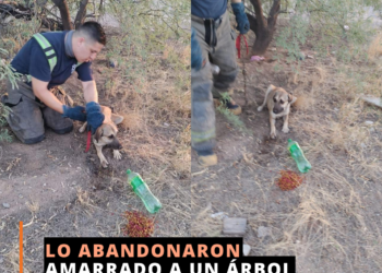 Rescatan bomberos perro abandonado