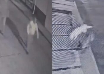 Alcalde asesina a balazos a dos perros en Michoacán