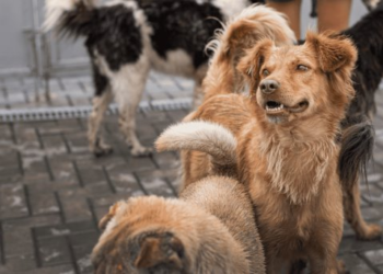 Impba realiza estrategias para abordar Animales Sin Hogar en Hermosillo