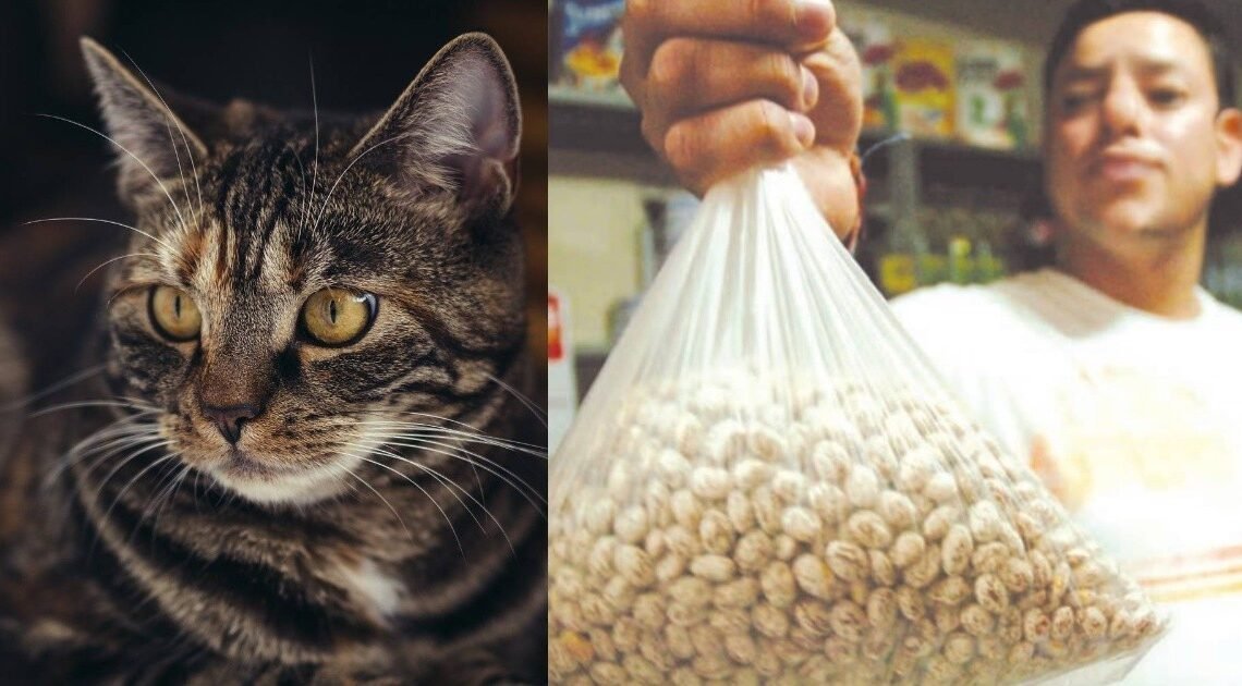 Banco de Alimentos de Hermosillo intercambia arena para gatos por frijol