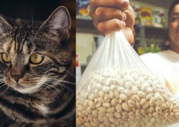 Banco de Alimentos de Hermosillo intercambia arena para gatos por frijol