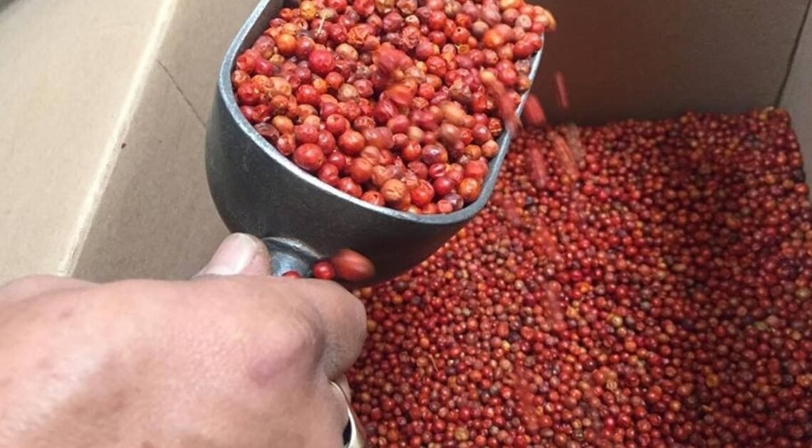 Escasez de lluvias pone en riesgo la producción y precios de chiltepín y otros cultivos Escasez de lluvias pone en riesgo la producción y precios de chiltepín y otros cultivos