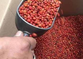 Escasez de lluvias pone en riesgo la producción y precios de chiltepín y otros cultivos