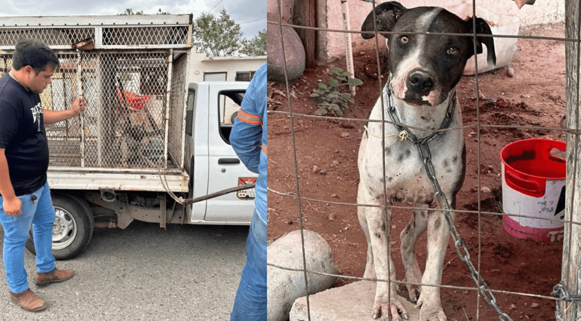 Instituto de Protección Animal y Agencia Ministerial  unen fuerzas para rescatar a perro maltratado en Real del Carmen