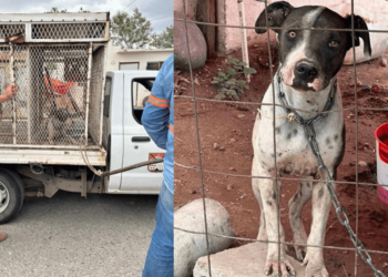 Instituto de Protección Animal y Agencia Ministerial  unen fuerzas para rescatar a perro maltratado en Real del Carmen