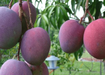 Familia se pelea a machetazos ¡por un árbol de mangos!