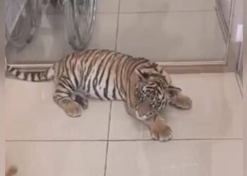 Hombre es detenido por pasear con un cachorro de tigre en su auto