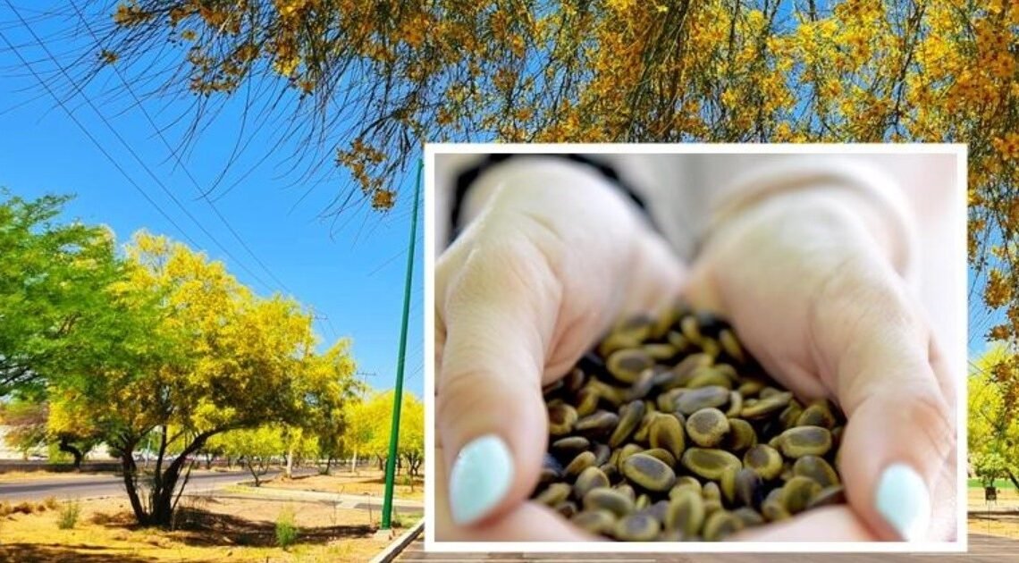 Hermosillo: Regalarán kits de semillas de palo verde