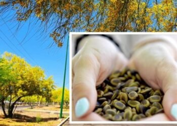 Hermosillo: Regalarán kits de semillas de palo verde