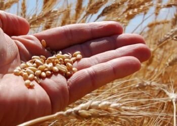 Productores del sur de Sonora pagarán un 5% extra en compra de semillas