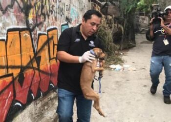 Afectada por rickettsiosis se mantiene estable; SSA atiende a mascota