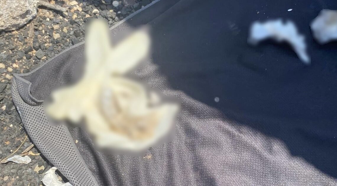 Hallan restos humanos en carretera Hermosillo-Kino; padre llora al identificar a su hijo