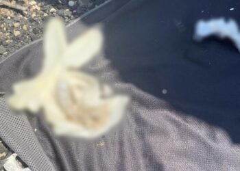 Hallan restos humanos en carretera Hermosillo-Kino; padre llora al identificar a su hijo
