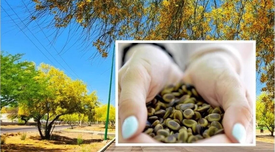 Inicia entrega de semillas de palo verde para reforestar Hermosillo
