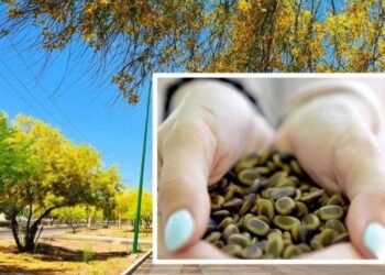 Inicia entrega de semillas de palo verde para reforestar Hermosillo