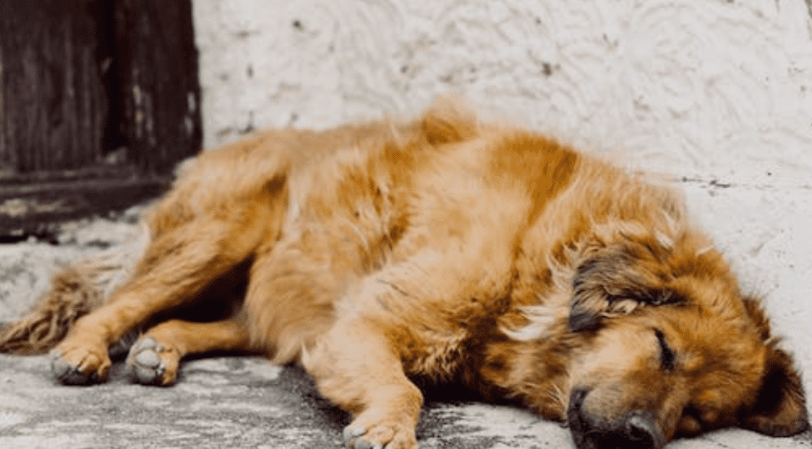 Solicitan apoyo a la comunidad para alimentar a perros que habitan en refugio de Hermosillo Solicitan apoyo a la comunidad para alimentar a perros que habitan en refugio de Hermosillo