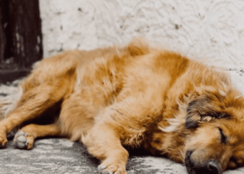 Solicitan apoyo a la comunidad para alimentar a perros que habitan en refugio de Hermosillo
