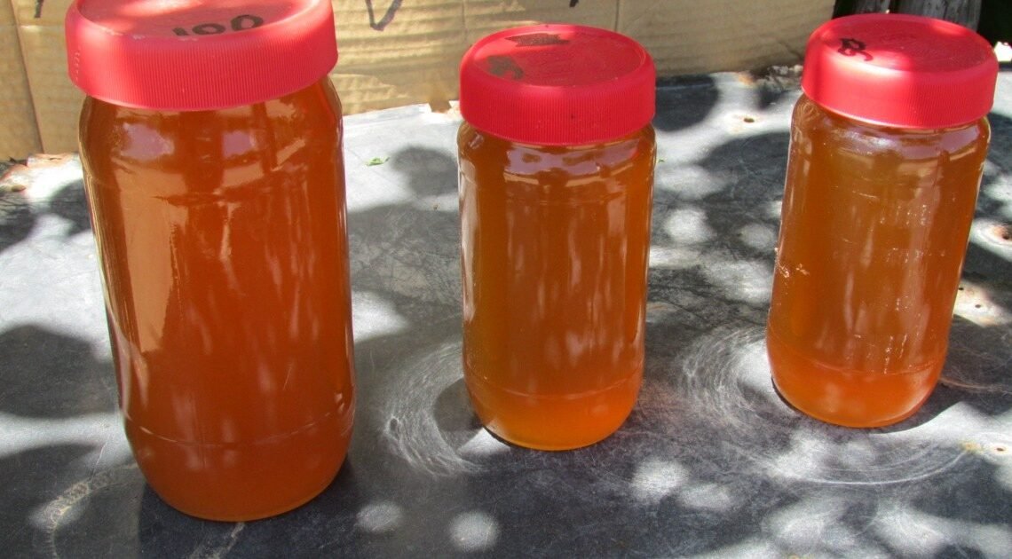 ¡Cuidado! Reportan apicultores de Hermosillo presencia de miel adulterada ¡Cuidado! Reportan apicultores de Hermosillo presencia de miel adulterada