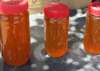 ¡Cuidado! Reportan apicultores de Hermosillo presencia de miel adulterada