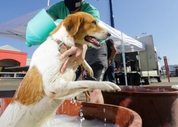 Aumenta en Hermosillo venta de garrapaticidas de los más potentes