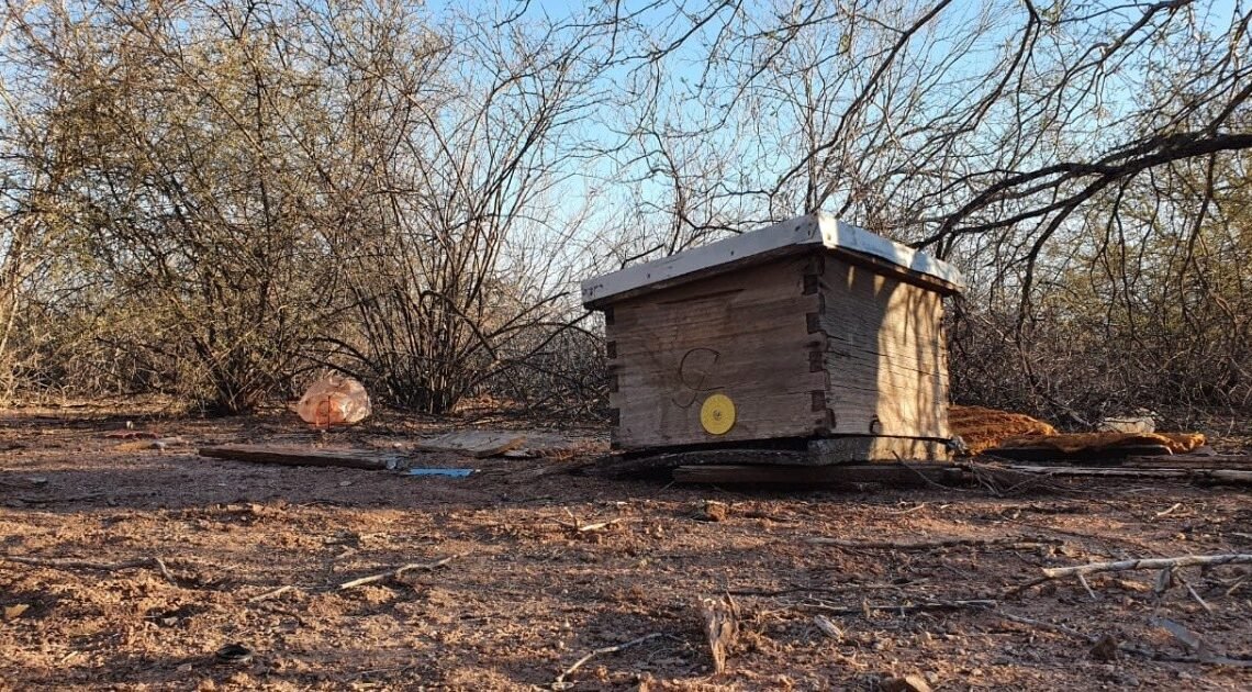 Se desploma precio de miel, apicultores del Sur de Sonora se resisten a vender