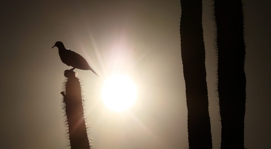 Aumentan días de calor extremo en Hermosillo y tienden a ser más Aumentan días de calor extremo en Hermosillo y tienden a ser más