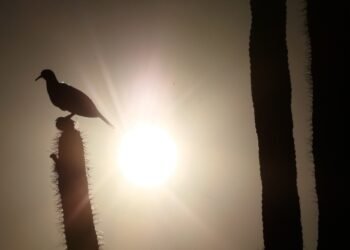 Aumentan días de calor extremo en Hermosillo y tienden a ser más