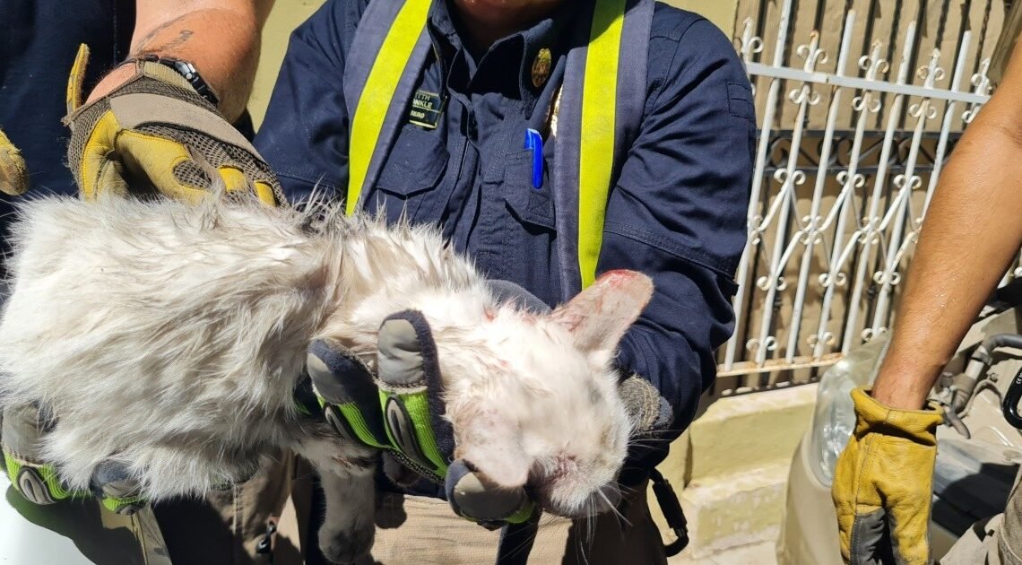 Bomberos rescatan a gato que quedó atrapado en el motor de un carro