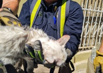 Bomberos rescatan a gato que quedó atrapado en el motor de un carro