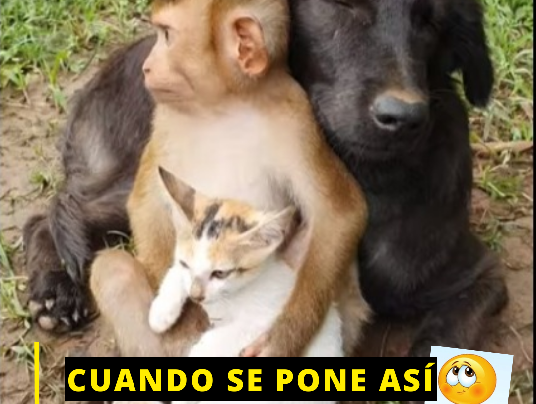 La singular relación entre un mono, un perro y un gato