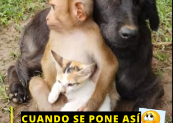 La singular relación entre un mono, un perro y un gato