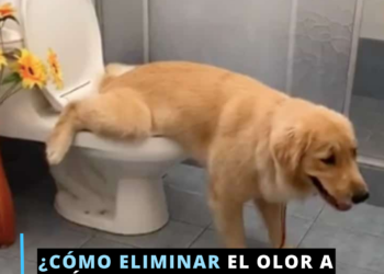 Elimina el olor a pipí de tu mascota