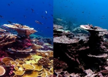 Emergencia en el Caribe Mexicano: Corales en Peligro por Calentamiento