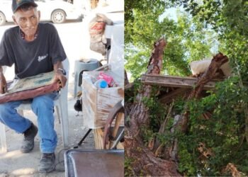 Tiene siete años viviendo en un árbol
