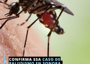Detecta SSA caso de paludismo en migrante africano en Sonora
