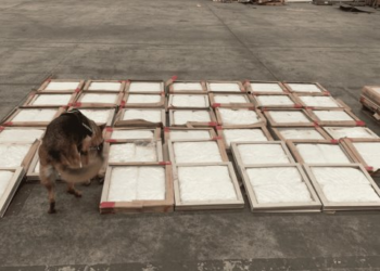 Asegura GN 174 kilos de aparente cristal en empresa de paquetería