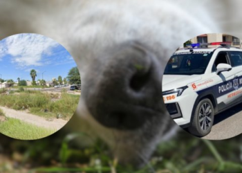 Detienen a un hombre tras matar a su perro; el can lo habría mordido