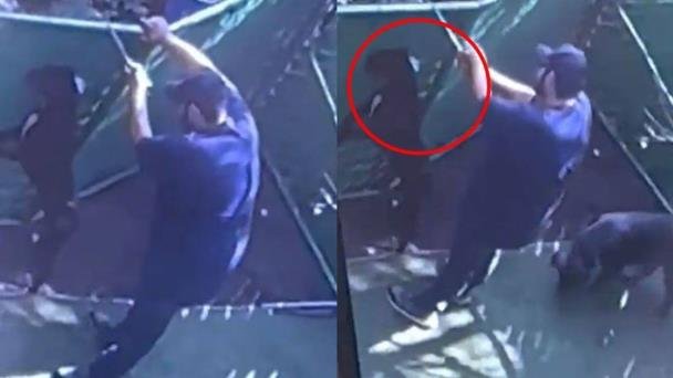 Empleado de ‘Dogtime’ golpea brutalmente a perro que se alojaba en el hotel Empleado de ‘Dogtime’ golpea brutalmente a perro que se alojaba en el hotel