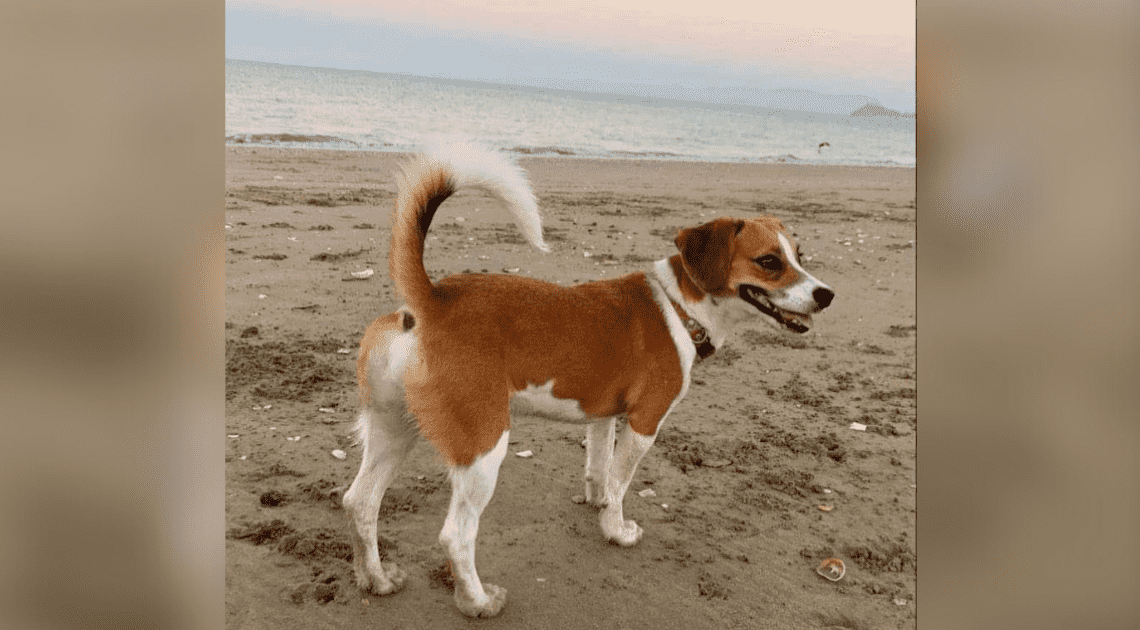 Escuadrón Super Huellas 4.0 encuentra a Venus, la perrita extraviada en un accidente automovilístico Escuadrón Super Huellas 4.0 encuentra a Venus, la perrita extraviada en un accidente automovilístico