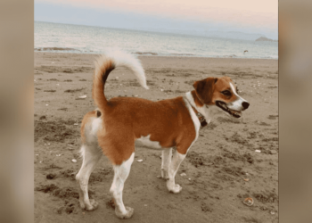 Escuadrón Super Huellas 4.0 encuentra a Venus, la perrita extraviada en un accidente automovilístico