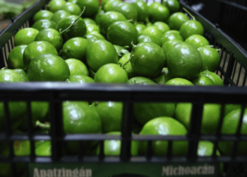 Aumenta 160% precio del kilo de limón; supera los 80 pesos