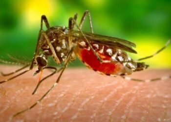 Detecta SSA caso de Paludismo importado; no hay riesgo de contagio en Sonora señala