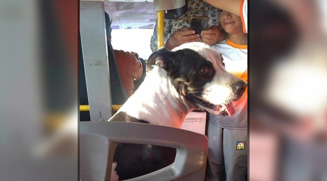 Sorprende perro a usuarios de transporte público